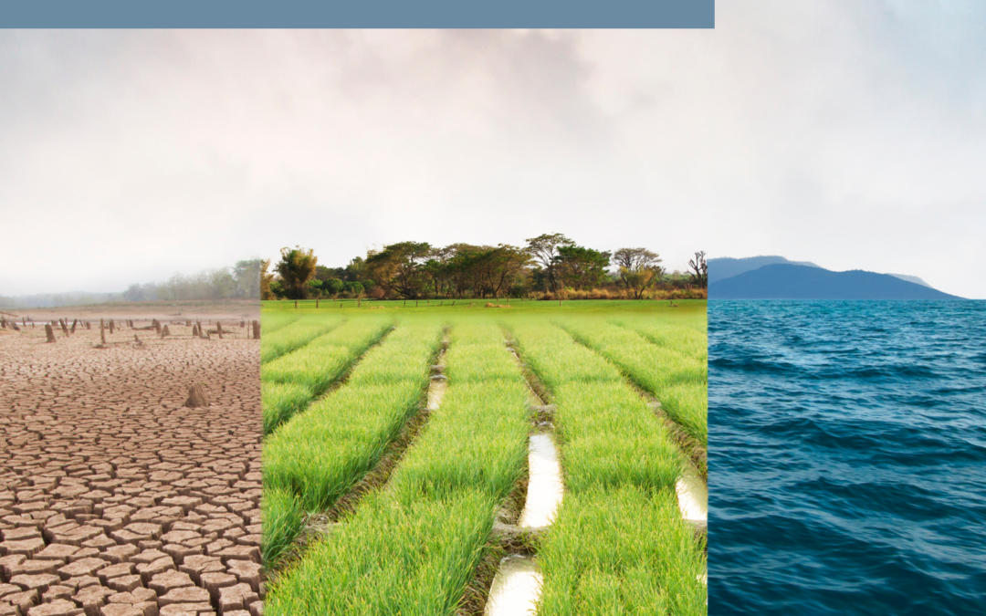 Second Issue of the AfMS Newsletter